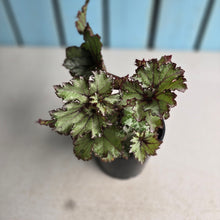 Load image into Gallery viewer, #D6 Begonia Unknown