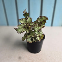 Load image into Gallery viewer, #D6 Begonia Unknown
