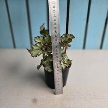 Load image into Gallery viewer, #D6 Begonia Unknown