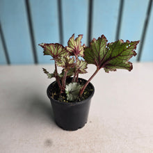 Load image into Gallery viewer, #D6 Begonia Unknown