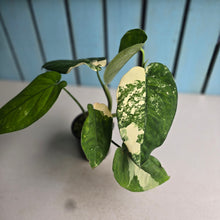 Load image into Gallery viewer, #R40 Variegated Syngonium Chiapense