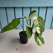 Load image into Gallery viewer, #R40 Variegated Syngonium Chiapense