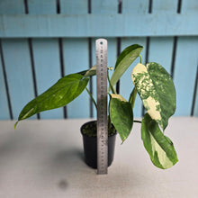 Load image into Gallery viewer, #R40 Variegated Syngonium Chiapense