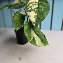 Load image into Gallery viewer, #R40 Variegated Syngonium Chiapense