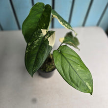 Load image into Gallery viewer, #R40 Variegated Syngonium Chiapense