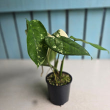 Load image into Gallery viewer, #R40 Variegated Syngonium Chiapense
