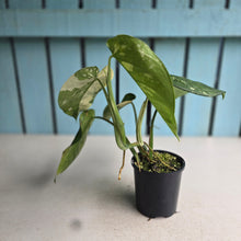 Load image into Gallery viewer, #R40 Variegated Syngonium Chiapense