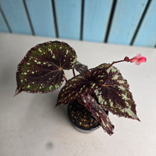 Load image into Gallery viewer, #R323 Begonia Unknown