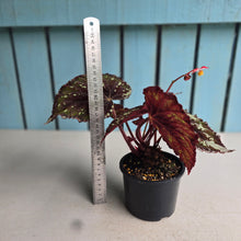 Load image into Gallery viewer, #R323 Begonia Unknown