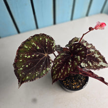 Load image into Gallery viewer, #R323 Begonia Unknown