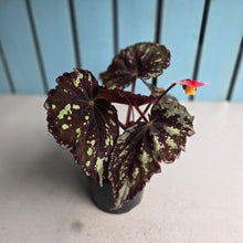 Load image into Gallery viewer, #R323 Begonia Unknown