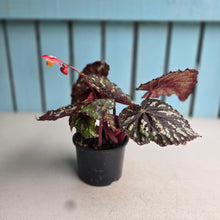 Load image into Gallery viewer, #R323 Begonia Unknown