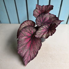 Load image into Gallery viewer, #RB10 Begonia Sugar Plum Fairy