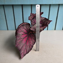 Load image into Gallery viewer, #RB10 Begonia Sugar Plum Fairy