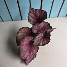 Load image into Gallery viewer, #RB10 Begonia Sugar Plum Fairy