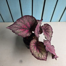 Load image into Gallery viewer, #RB10 Begonia Sugar Plum Fairy