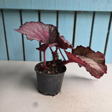 Load image into Gallery viewer, #RB10 Begonia Sugar Plum Fairy