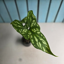 Load image into Gallery viewer, #RB3 Cercestis Mirabilis
