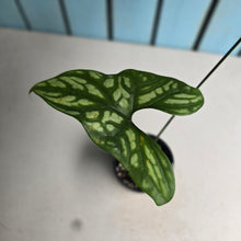 Load image into Gallery viewer, #RB3 Cercestis Mirabilis