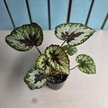 Load image into Gallery viewer, #RD35 Begonia Havilah