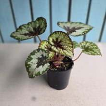 Load image into Gallery viewer, #RD35 Begonia Havilah