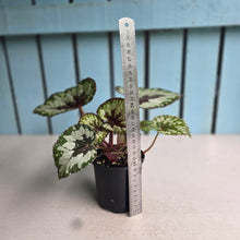Load image into Gallery viewer, #RD35 Begonia Havilah
