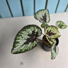 Load image into Gallery viewer, #RD35 Begonia Havilah
