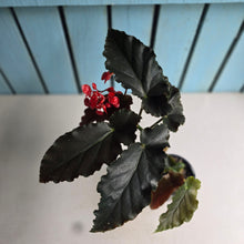 Load image into Gallery viewer, #D922 Begonia Anna Christine