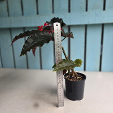 Load image into Gallery viewer, #D922 Begonia Anna Christine