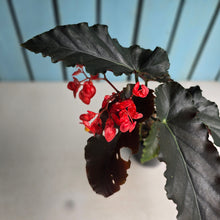 Load image into Gallery viewer, #D922 Begonia Anna Christine