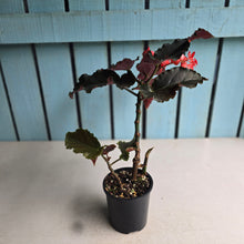 Load image into Gallery viewer, #D922 Begonia Anna Christine