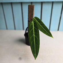 Load image into Gallery viewer, #RD7 Anthurium Warocqueanum