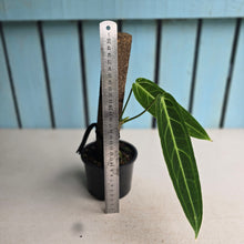 Load image into Gallery viewer, #RD7 Anthurium Warocqueanum
