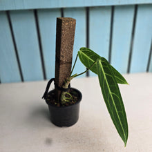 Load image into Gallery viewer, #RD7 Anthurium Warocqueanum