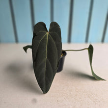 Load image into Gallery viewer, #RB18 Anthurium NOID x Warocqueanum