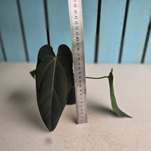 Load image into Gallery viewer, #RB18 Anthurium NOID x Warocqueanum