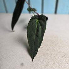 Load image into Gallery viewer, #RB18 Anthurium NOID x Warocqueanum