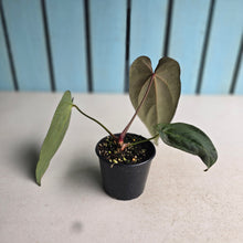 Load image into Gallery viewer, #RB18 Anthurium NOID x Warocqueanum