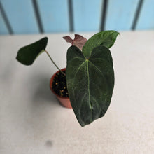 Load image into Gallery viewer, #R433 Anthurium NOID x Warocqueanum