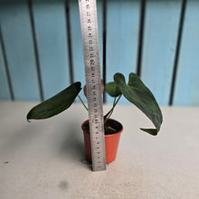 Load image into Gallery viewer, #R433 Anthurium NOID x Warocqueanum