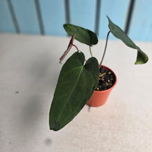 Load image into Gallery viewer, #R433 Anthurium NOID x Warocqueanum