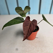 Load image into Gallery viewer, #R433 Anthurium NOID x Warocqueanum