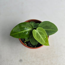 Load image into Gallery viewer, #R843 Two x Anthurium Villenaorum Seedlings
