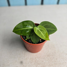 Load image into Gallery viewer, #R843 Two x Anthurium Villenaorum Seedlings