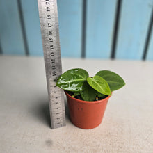 Load image into Gallery viewer, #R843 Two x Anthurium Villenaorum Seedlings