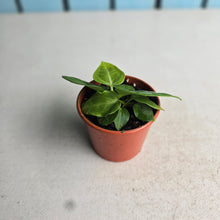Load image into Gallery viewer, #R843 Two x Anthurium Villenaorum Seedlings