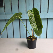 Load image into Gallery viewer, #RD37 Anthurium Veitchii
