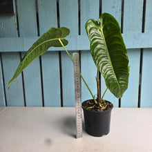 Load image into Gallery viewer, #RD37 Anthurium Veitchii