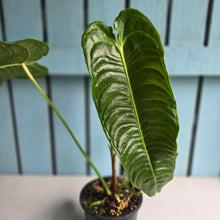 Load image into Gallery viewer, #RD37 Anthurium Veitchii