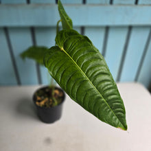 Load image into Gallery viewer, #RD37 Anthurium Veitchii
